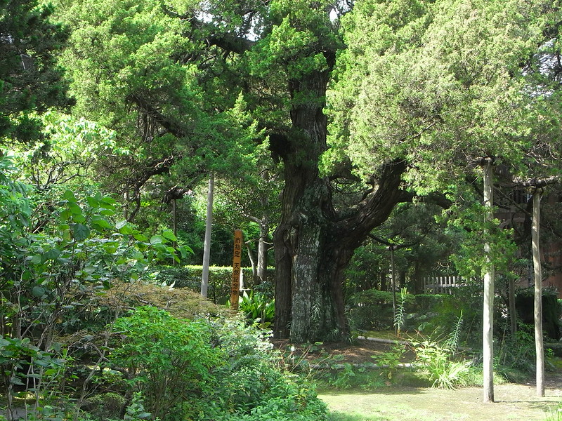 鎌倉市の天然記念物に指定されています。

