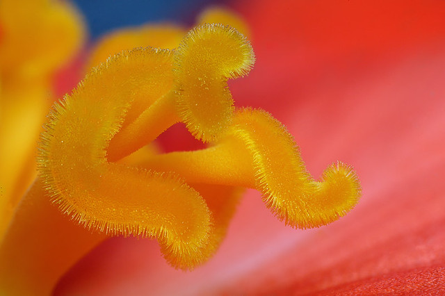 Begonia flower  (female) #3