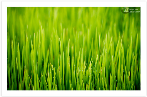 world travel copyright india abstract green art nature canon photography asia tour earth young august ricefield bengal rainyseason colorgreen kharagpur canonef50mmf18ii bestofnature flickraward bestofindia canoneos7d সবুজ paschimbanga ringexcellence dblringexcellence rhivu rhivuray rhitamvarray rhivuphotography সবুজবর্ণ