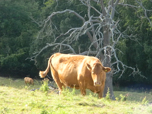 Cow Moreton-in-Marsh Circular