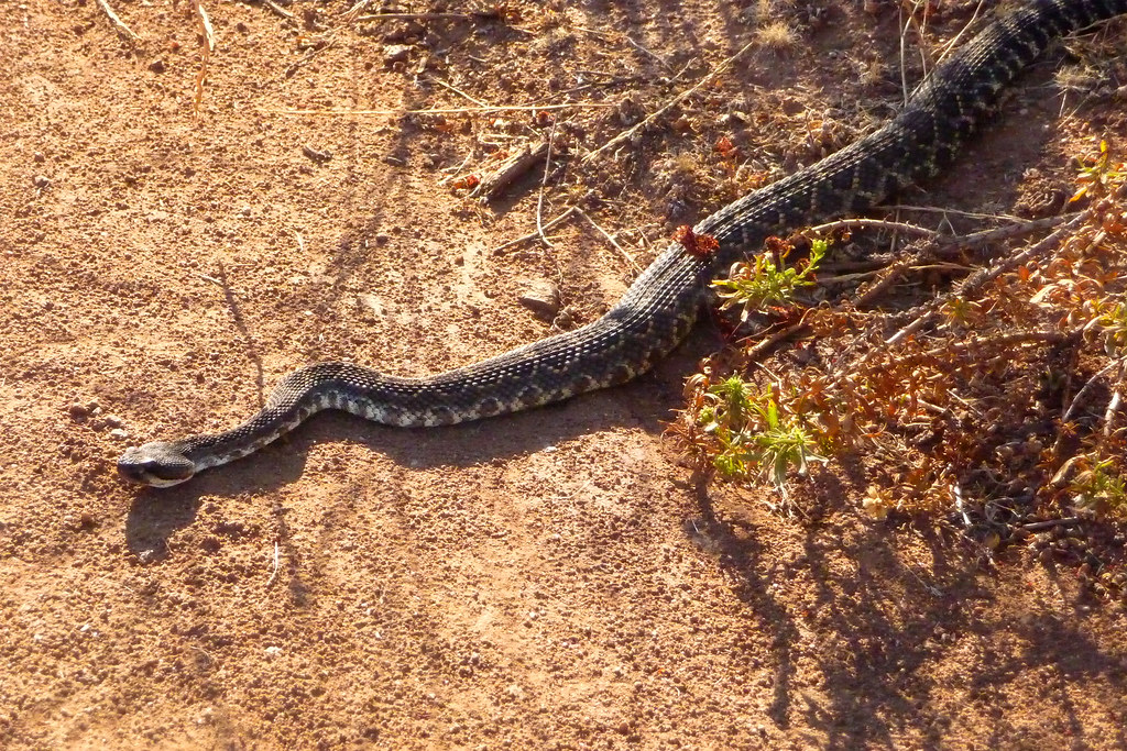 Rattlesnake On Trail Near Sweetwater River