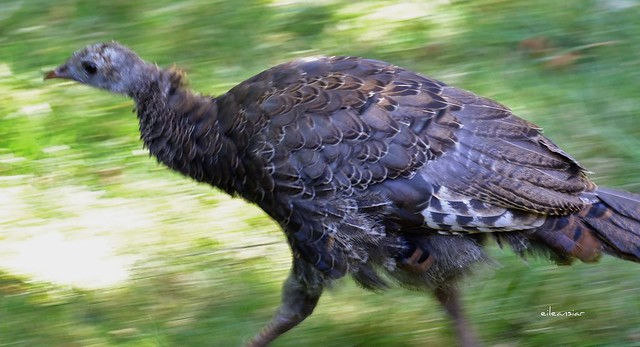 Turkey poult (youngster) trotting through my backyard - Un dande sauvage dans mon arrière-cour