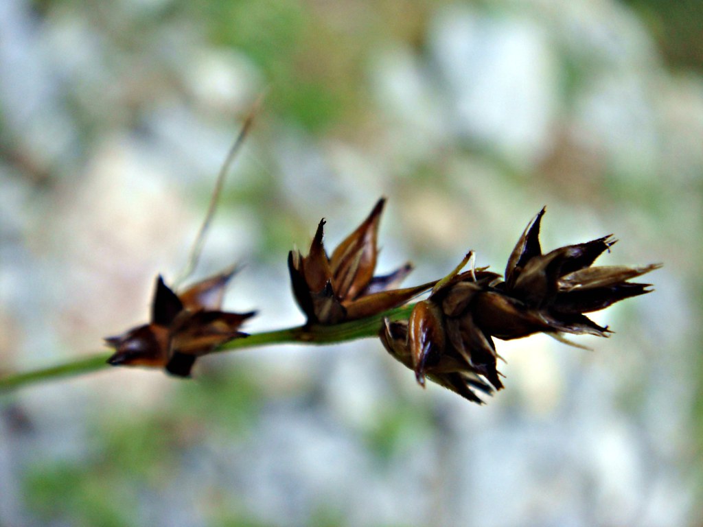 Sedge Inflorescence Sedge inflorescence | Carex spicata, Cyperaceae Western Carp… | Flickr