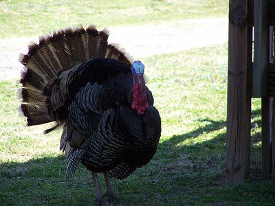Adult turkey strutting and displaying his feathers and colors.