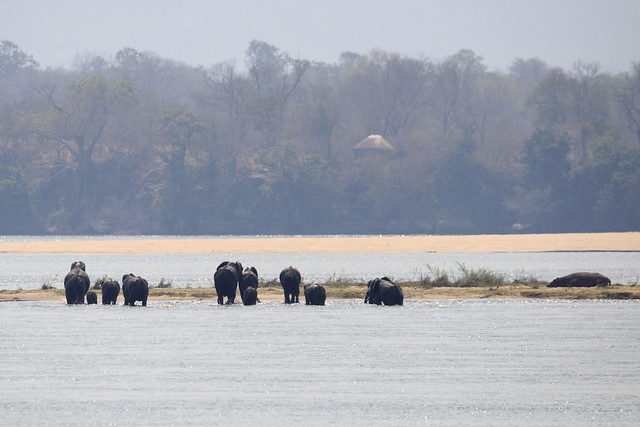 Zambezi elephant swim sequence #6