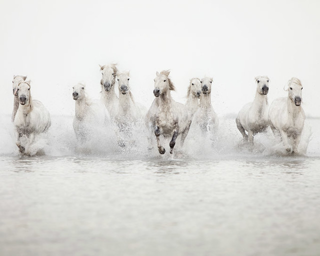 The power of 10 - Horse Photograph