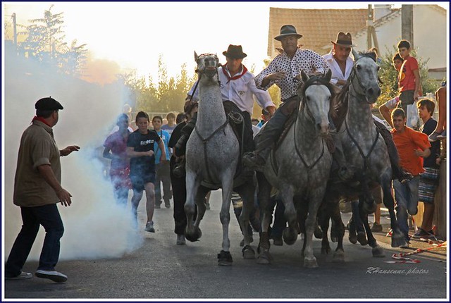 Une bandido, le début de la course, le taureau se trouve au milieu des chevaux