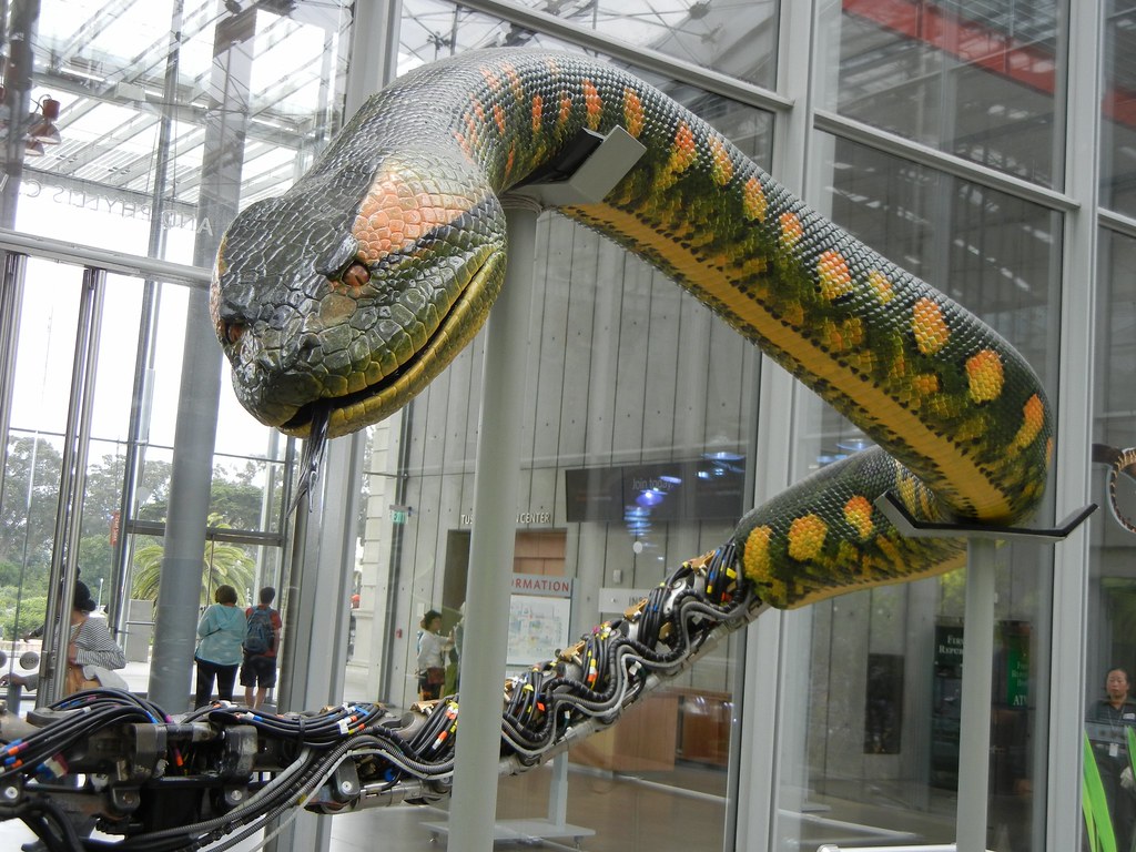 Animatronic Snake At Cal Academy From Anaconda Movie Rik
