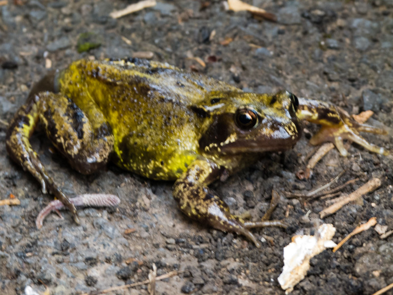 Greenish frog