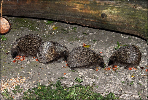 Four Little Hedgehogs Standing In A Row! | by Judy's Wildlife Garden