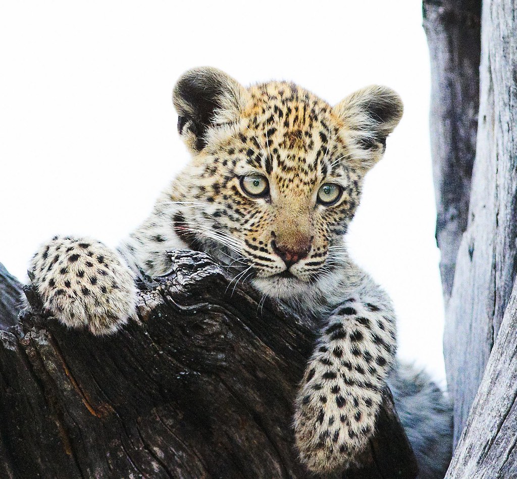 Leopard Cub in Botswana