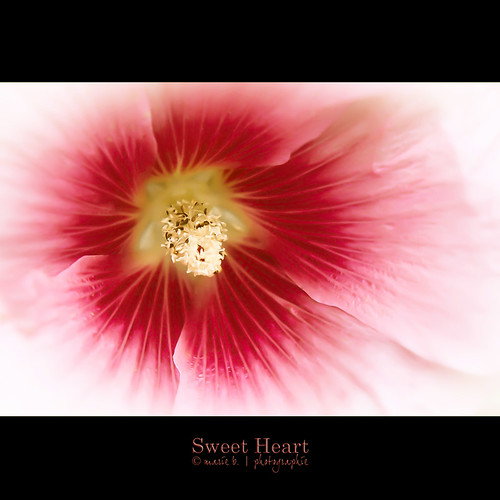 Sweet Heart by marie b&b | photographie