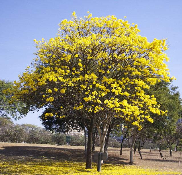 Série com o Ipê-amarelo em Brasília, Brasil - Series with the Trumpet tree, Golden Trumpet Tree, Pau D'arco or Tabebuia in Brasília, Brazil - 21-08-2011 - IMG_8559