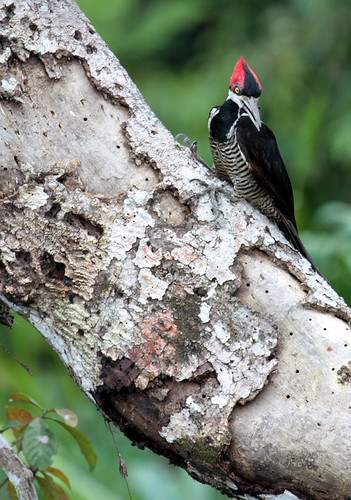 Crimson-crested Woodpecker (Campephilus melanoleucos) female | by JCdelascasas