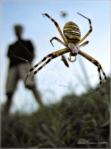 people spider nikon spiderman ragno marcofrancini arunte marcofranciniphotography