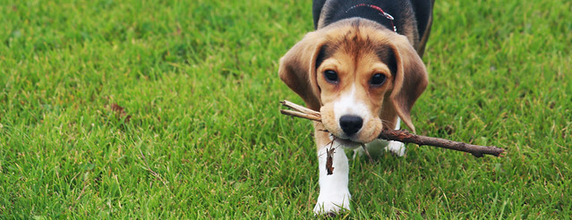 Lana the beagle puppy