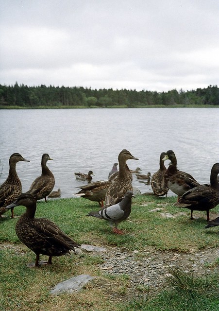 Brobdingnagian ducks (& rock dove)
