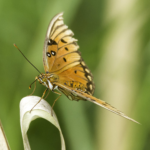 butterfly texas unitedstates anahuac gulffritillary 2015 d810 sigma150600sportnikon