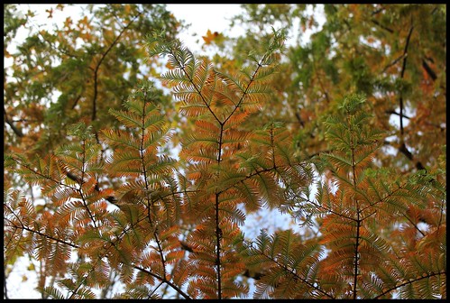 Metasequoia glyptostroboides – métaséquoia du Sichuan  22595396105_303b169164