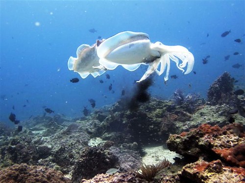 Daymaniyat Islands 1