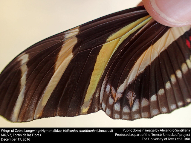 Wings of Zebra Longwing (Nymphalidae, Heliconius charithonia (Linnaeus))