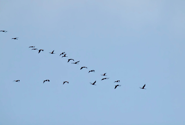 Common crane | Grue cendrée | Huergäns (Grus grus)