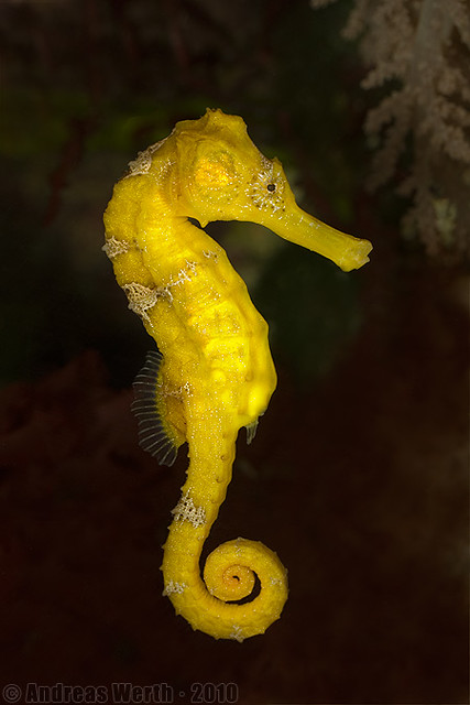 Gelbes Ästuar Seepferdchen - Yellow Common Seahorse - Hippocampus kuda