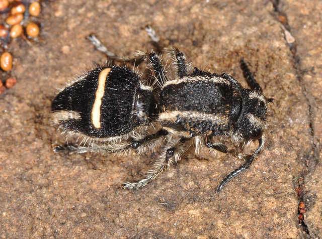 A rather unusually patterned velvet ant (Hoplomutilla sp, Mutillidae)