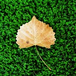 leaf on green grass - [ explored ]