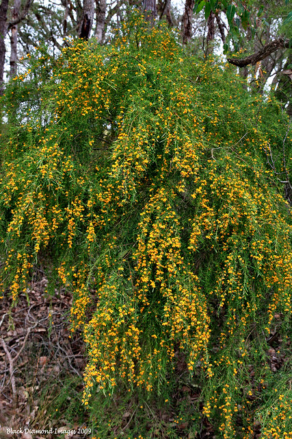 Bossiaea linophylla - Narrow-leaved Waterbush, Golden Cascade