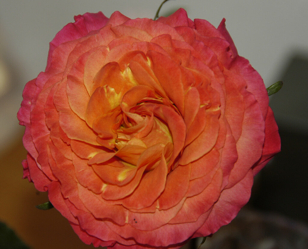 ‘Sunset’ Garden Rose | — Photo Courtesy Alexandria Gardens | Flower ...