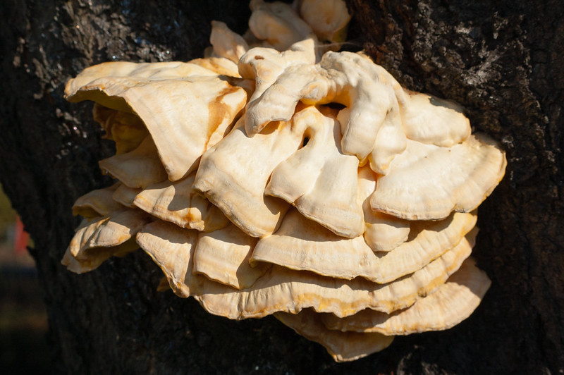 More chicken of the woods