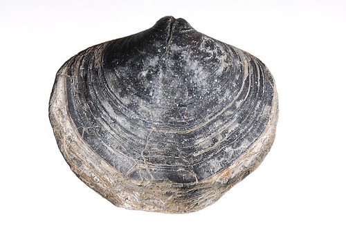 Brachiopod (DSG_8455) by masinka, A bit of fossil hunting by some members of the group while "others" took pictures of the s