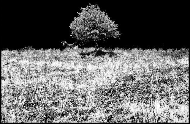The Tree of Wooden Clogs (L'albero degli zoccoli) - film, di Ermanno Olmi, 1978.