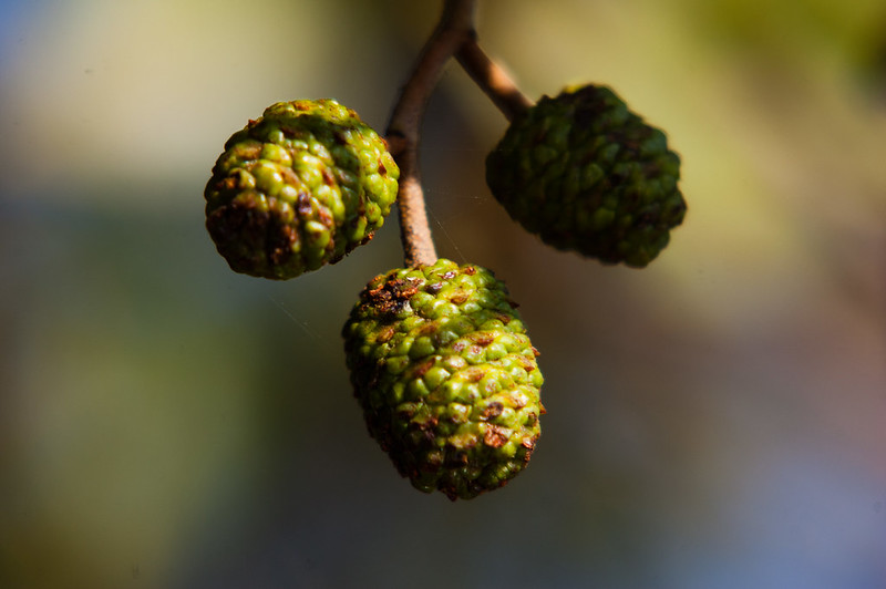 Alder cones
