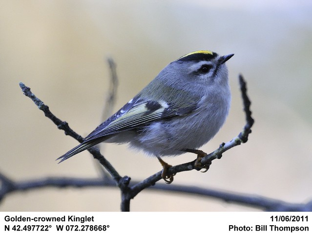 Golden-crowned Kinglet