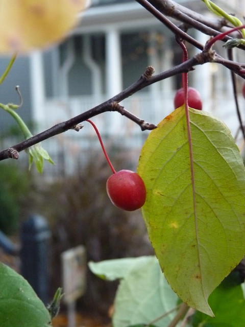 Cherry ?  Crab Apple? What Kind of Tree has Fruit in November (in Chicago) ?