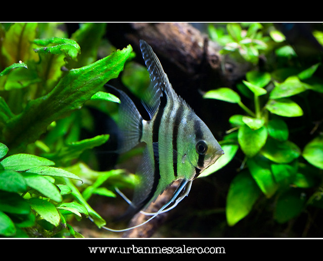 Silver Angelfish - Pterophyllum scalare