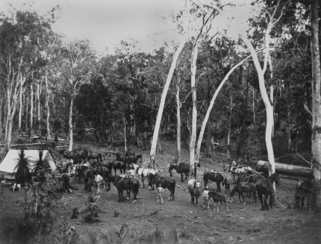 Bush scene at Morgan's Camp, in the Mount Morgan district, 1892