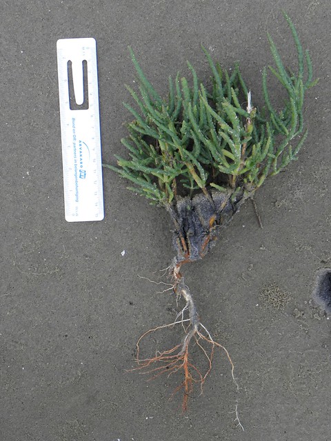 Salicornia procumbens (Procumbent glasswort / Langarige zandzeekraal) P9010439