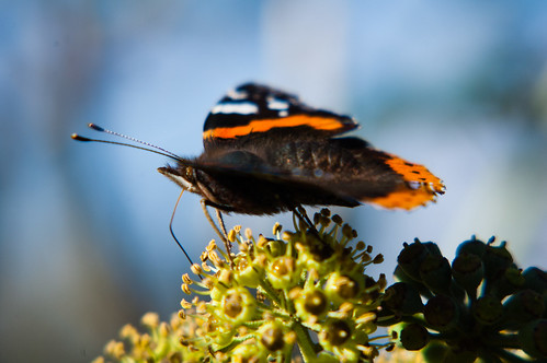 Red admiral butterfly feeding on ivy flower
