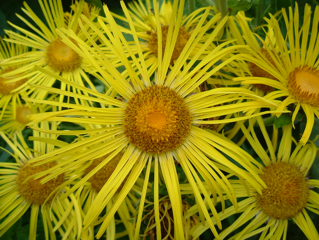 Beautiful Yellow Aster Flowers Cluster of Southwark Park, London SE16 @ 8 July 2011