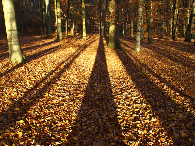 Big shadows in the autumn forest
