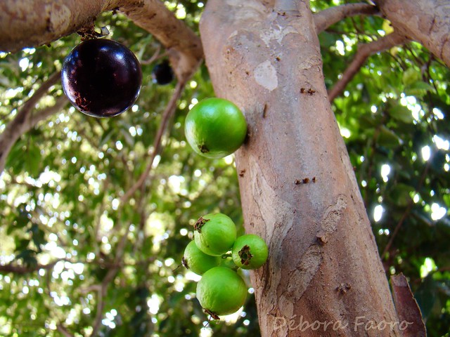 Frutos da Jabuticabeira