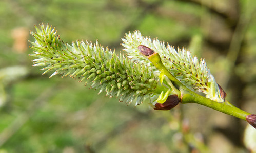 Female pussy willow catkin