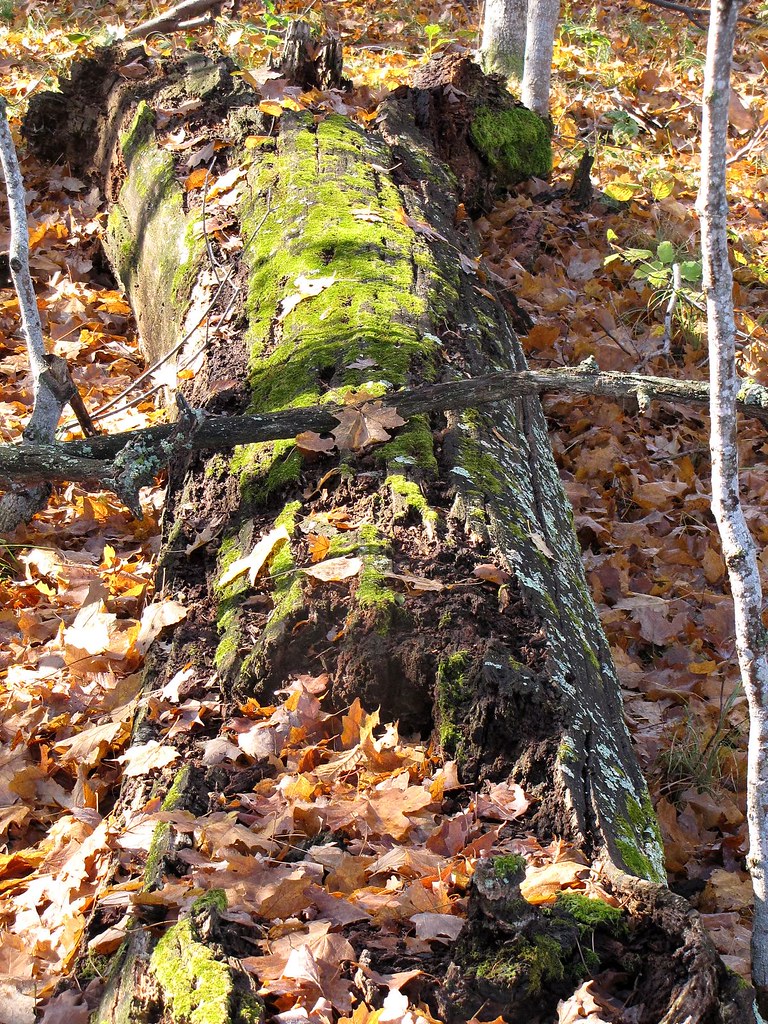 Fallen log, Father Hennepin State Park
