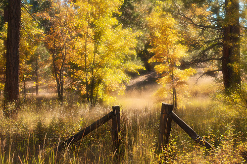 california autumn trees nature forest fence landscape bigbearlake