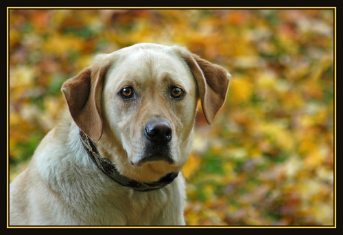 autumn dog pet fall love loss seasons canine tiffany tiffy familypet