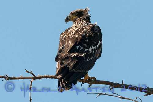 canada bird march eagle britishcolumbia vancouverisland raptor birdsofprey 2012 comox nikon300f4 highqualityanimals
