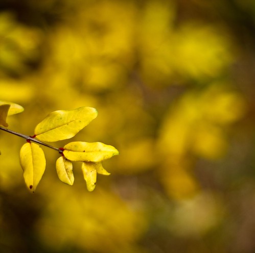 Yellowness by annfrau